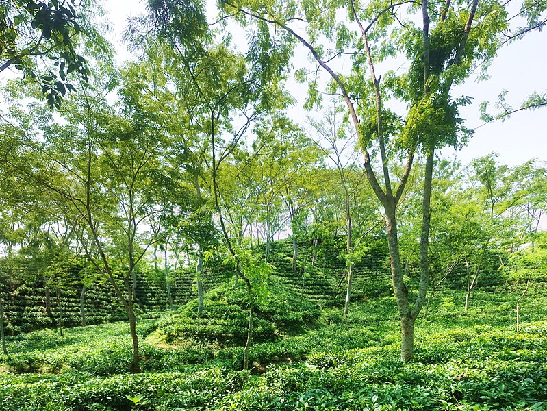 800px-Sreemangal_tea_garden_2017-08-20.jpg