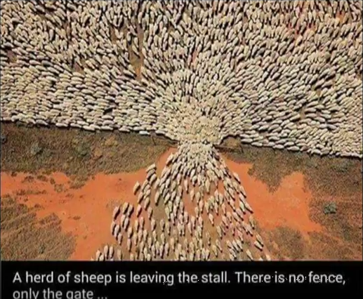 sheep.png