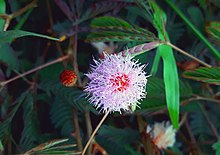 220px-Mimosa_pudica_Kanya_kumari.jpg