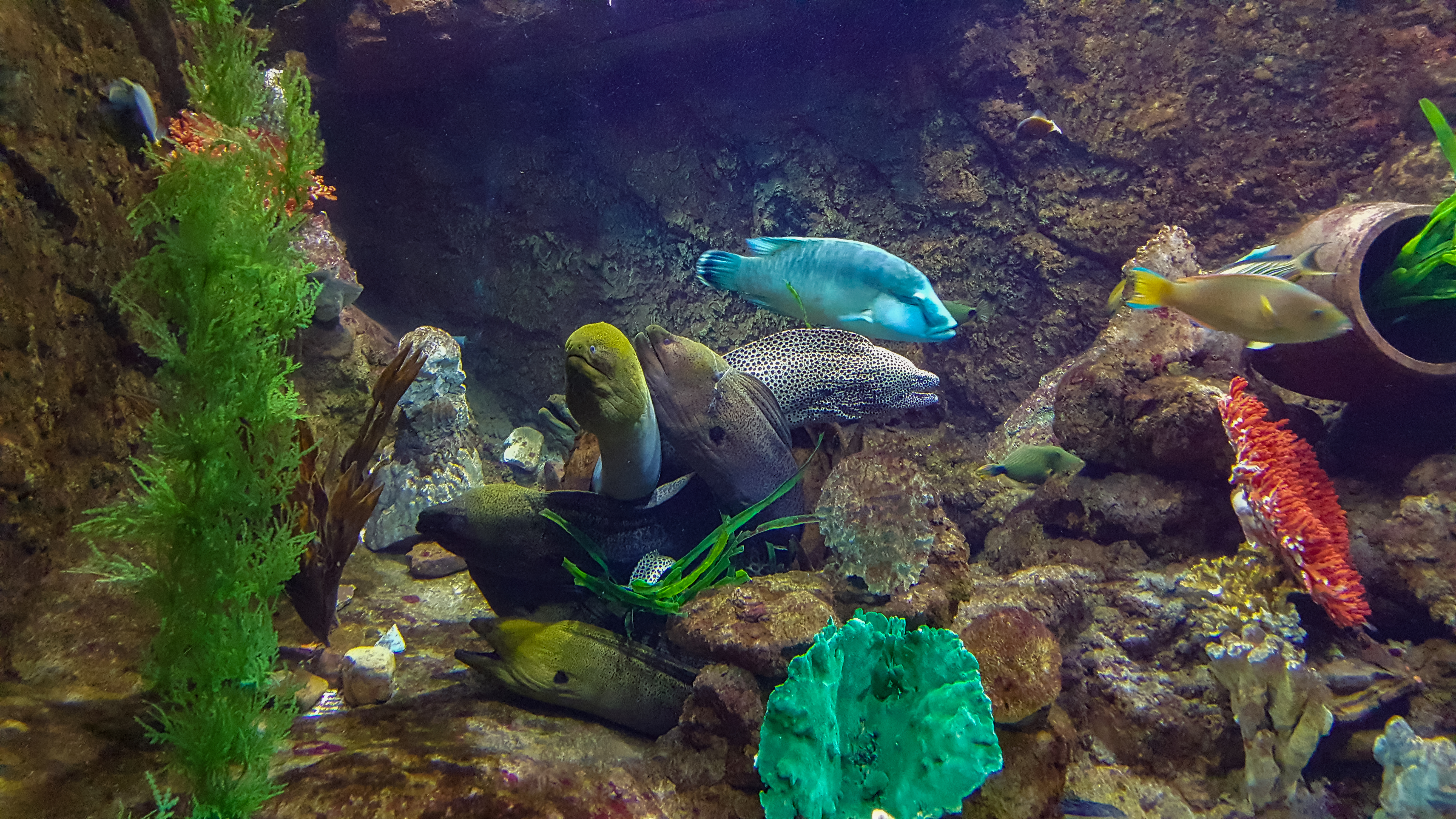 Vinpearl Land Phu Quoc Aquarium 6.jpg