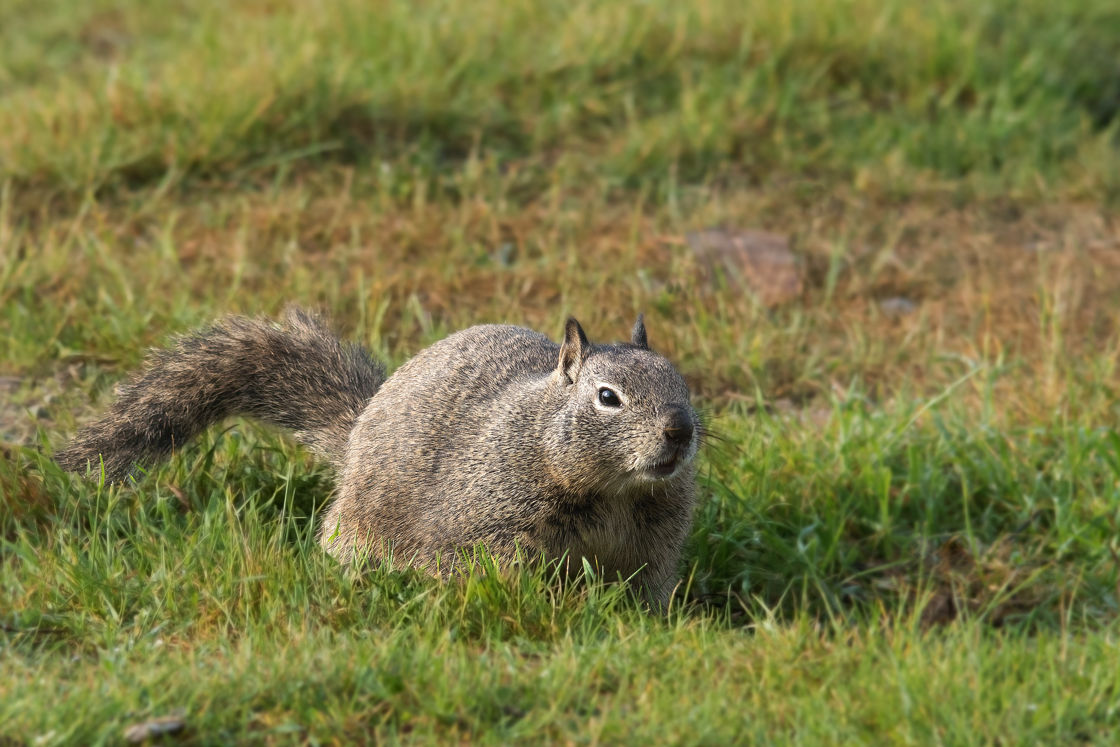 squirrel in the grass.jpg