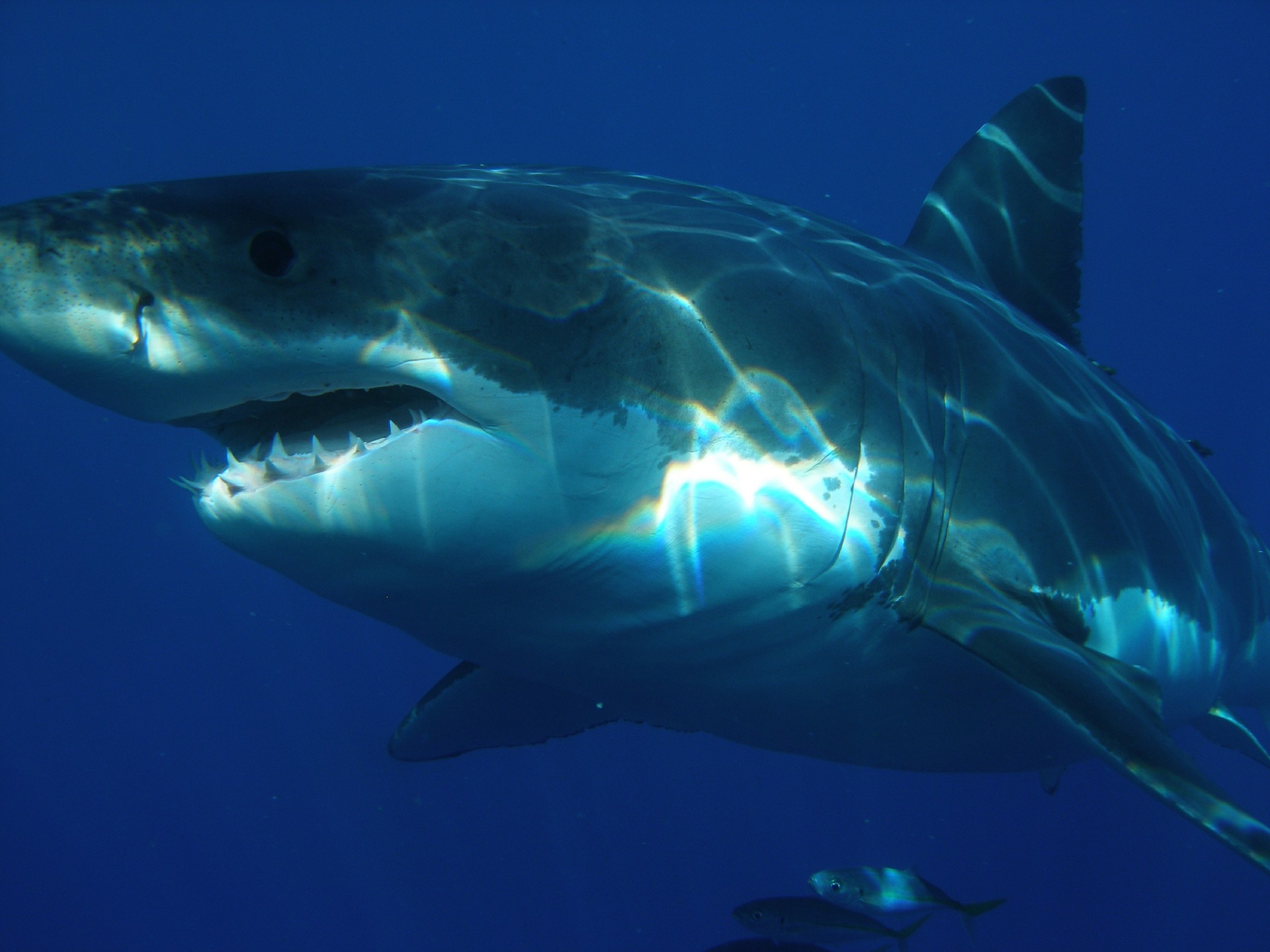 great-white-shark-398276_1920.jpg