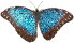 Swallowtail Butterfly Blue Morpho 40H P1.jpg