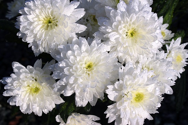 chrysanthemums-1279681_640.jpg