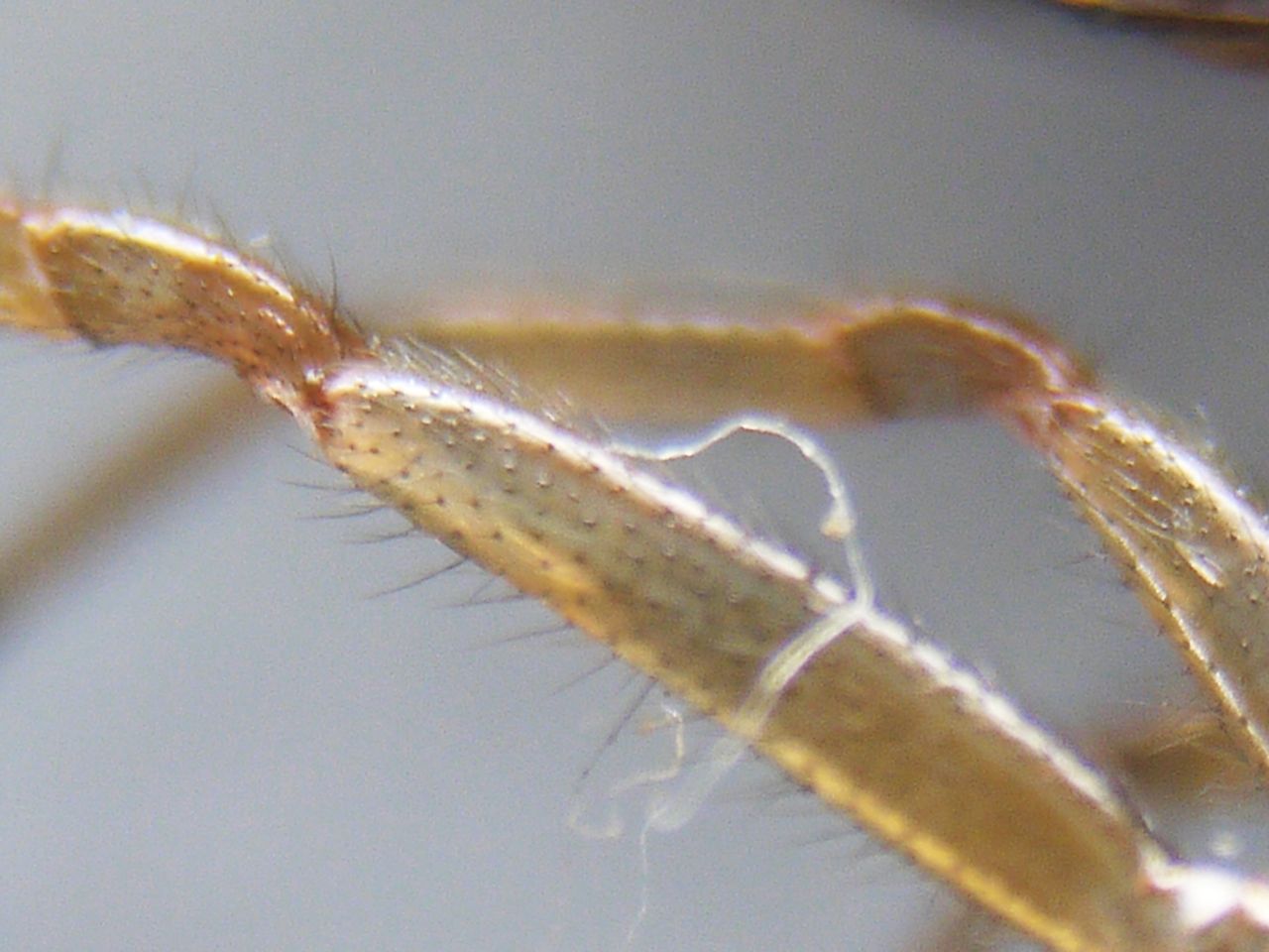 10453304139 - dried up spider legs magnified with the macro tube.jpg