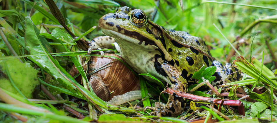 frog posing like a king scharfsinn.jpg