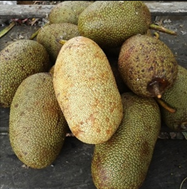 BUAH-CEMPEDAK-MALINAU.png