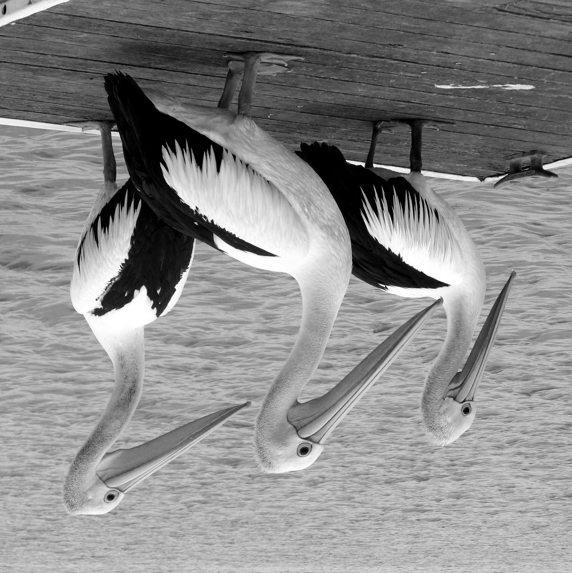 pelicans-234597_1920 (1).jpg
