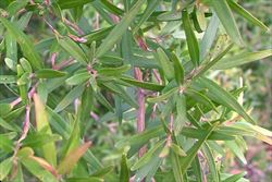 leptospermumpetersonii3_sml.jpg