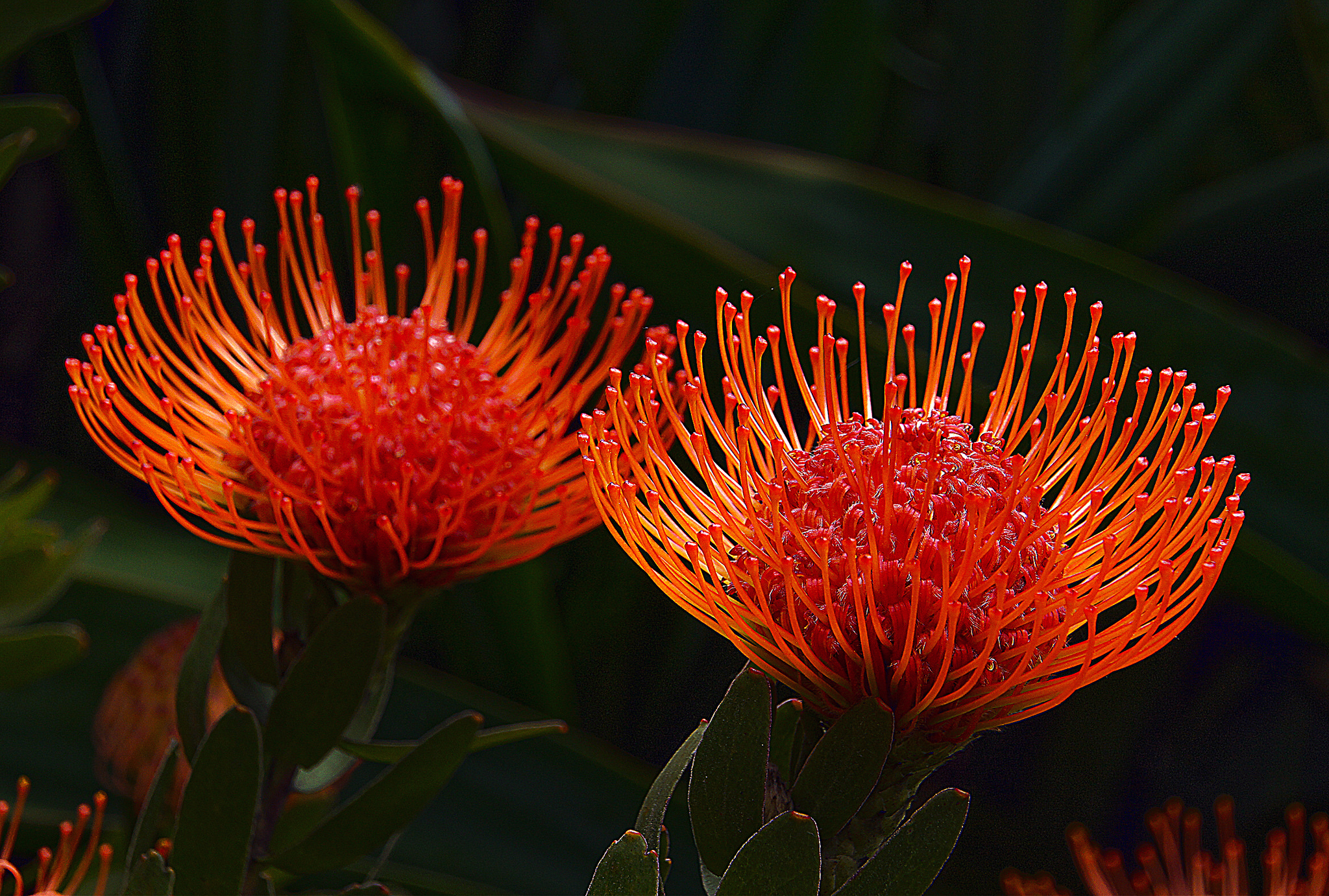 Waratah Flowers.jpg