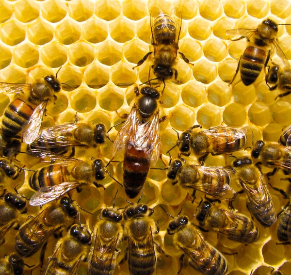 queen-bee-and-workers.jpg