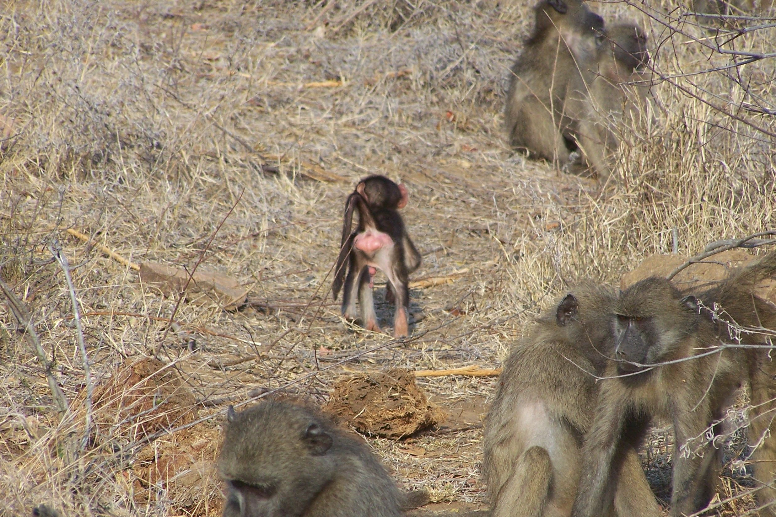 KNP Satara-Lower Sabi 2009 465.JPG