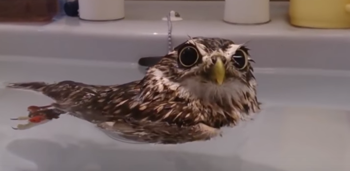 owl bath 2.png