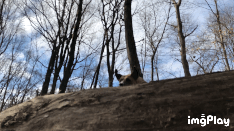 7AC0F4CB-DAF5-45B4-A56B-2EBD0676865A.gif
