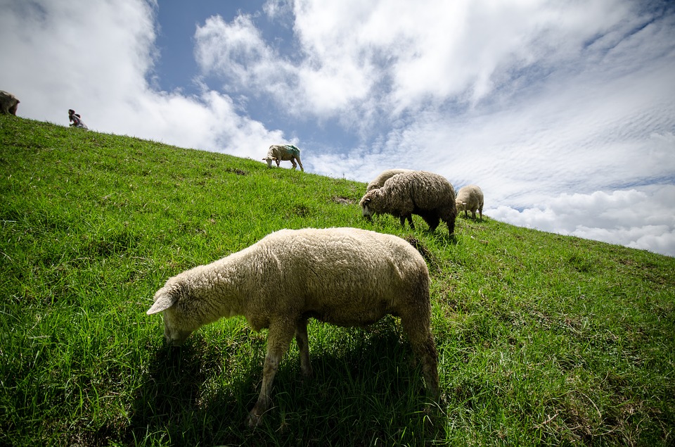 flock-of-sheep-2314720_960_720.jpg