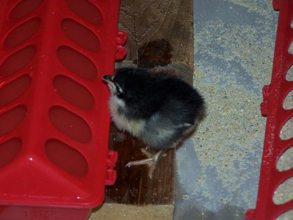 Chicks4 crop May 2017.jpg