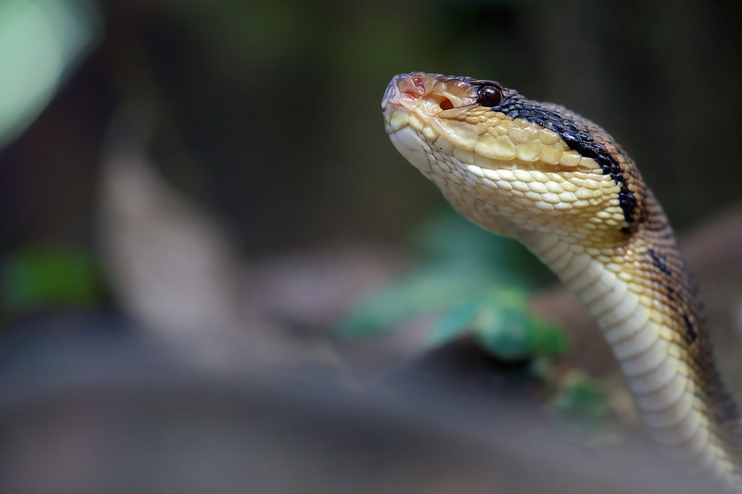 CostaRicaBerroneau-011.jpg
