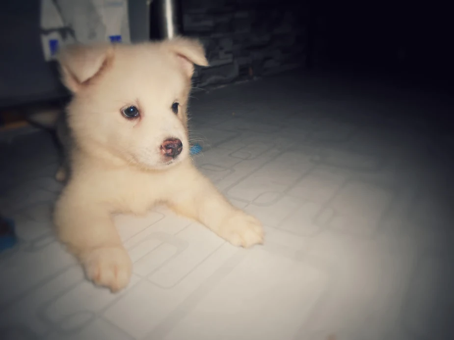 Half japanese spitz hot sale half siberian husky