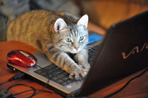 cat-computer.jpg