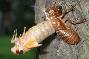 cicada3.jpg