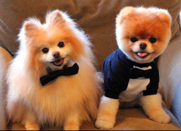 4a922f9d0bde90c87c90d8b5ff35de69--pomeranians-pomeranian-dogs.jpg