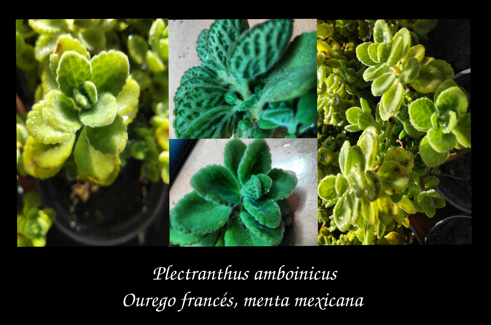 plectracanthus_resized2.png