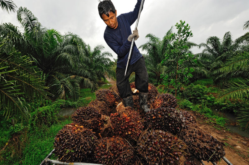 palm-oil-e1466166374966.jpg