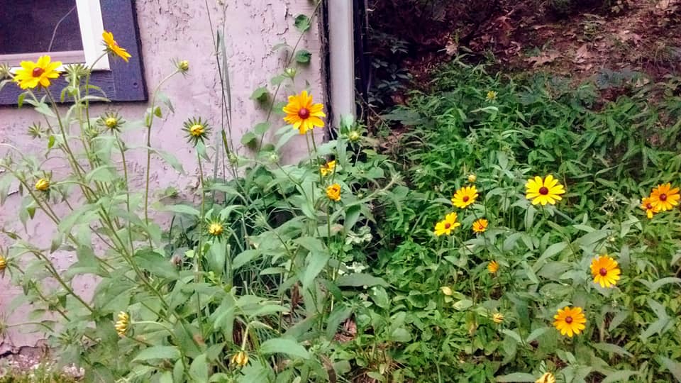 BlackEyedSusans.jpg