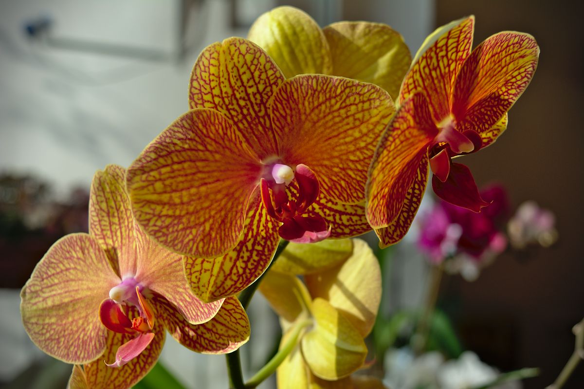orchid.jpg