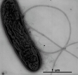 Geobacter1.jpg