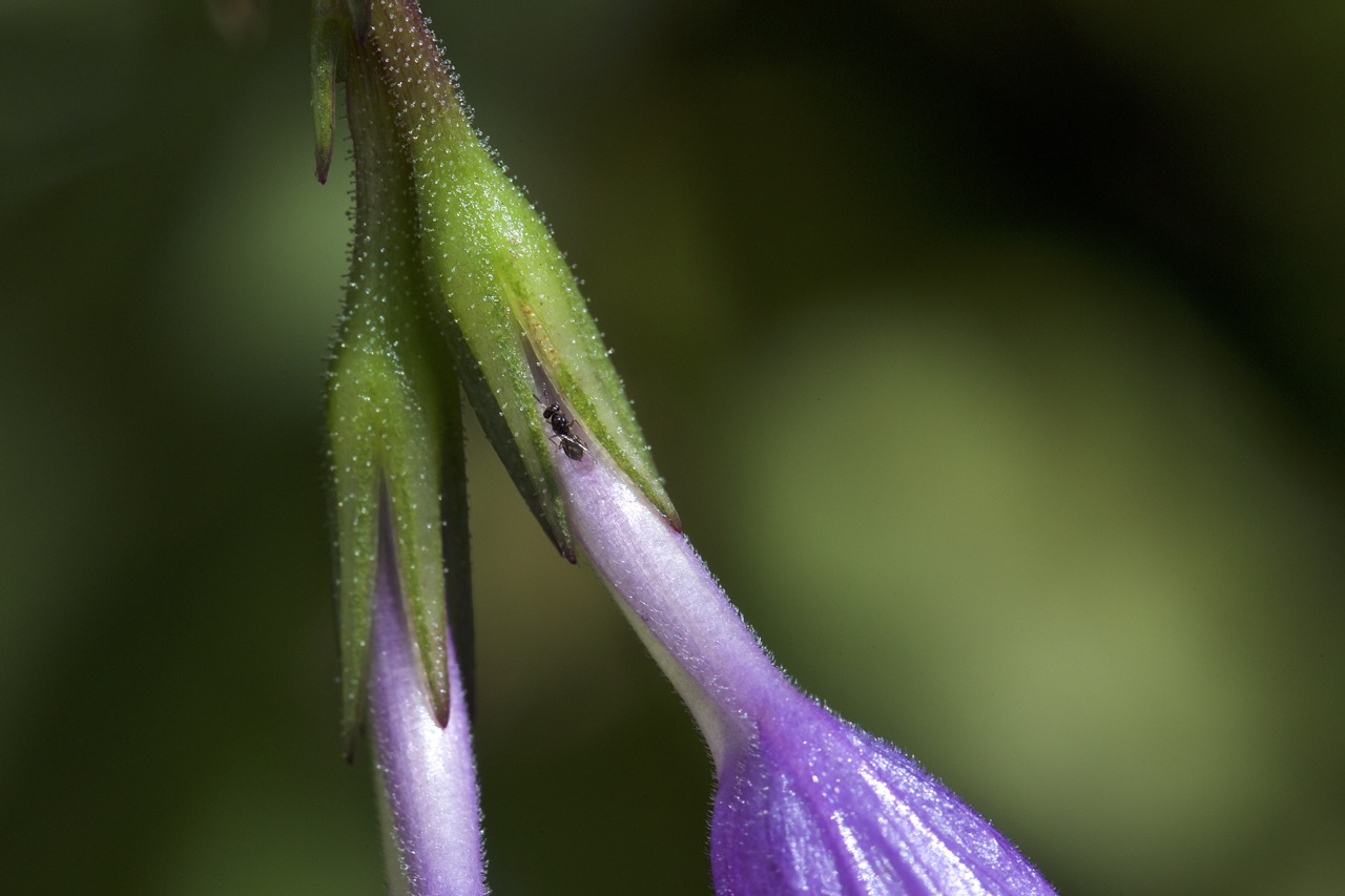 flower_macro_3.jpg