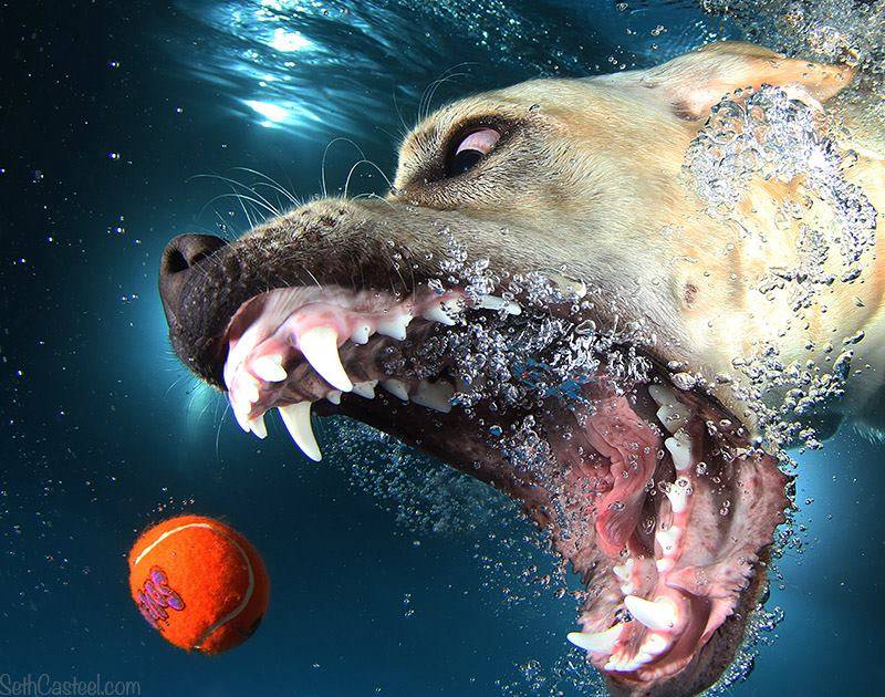 underwater-dogs-7.jpg