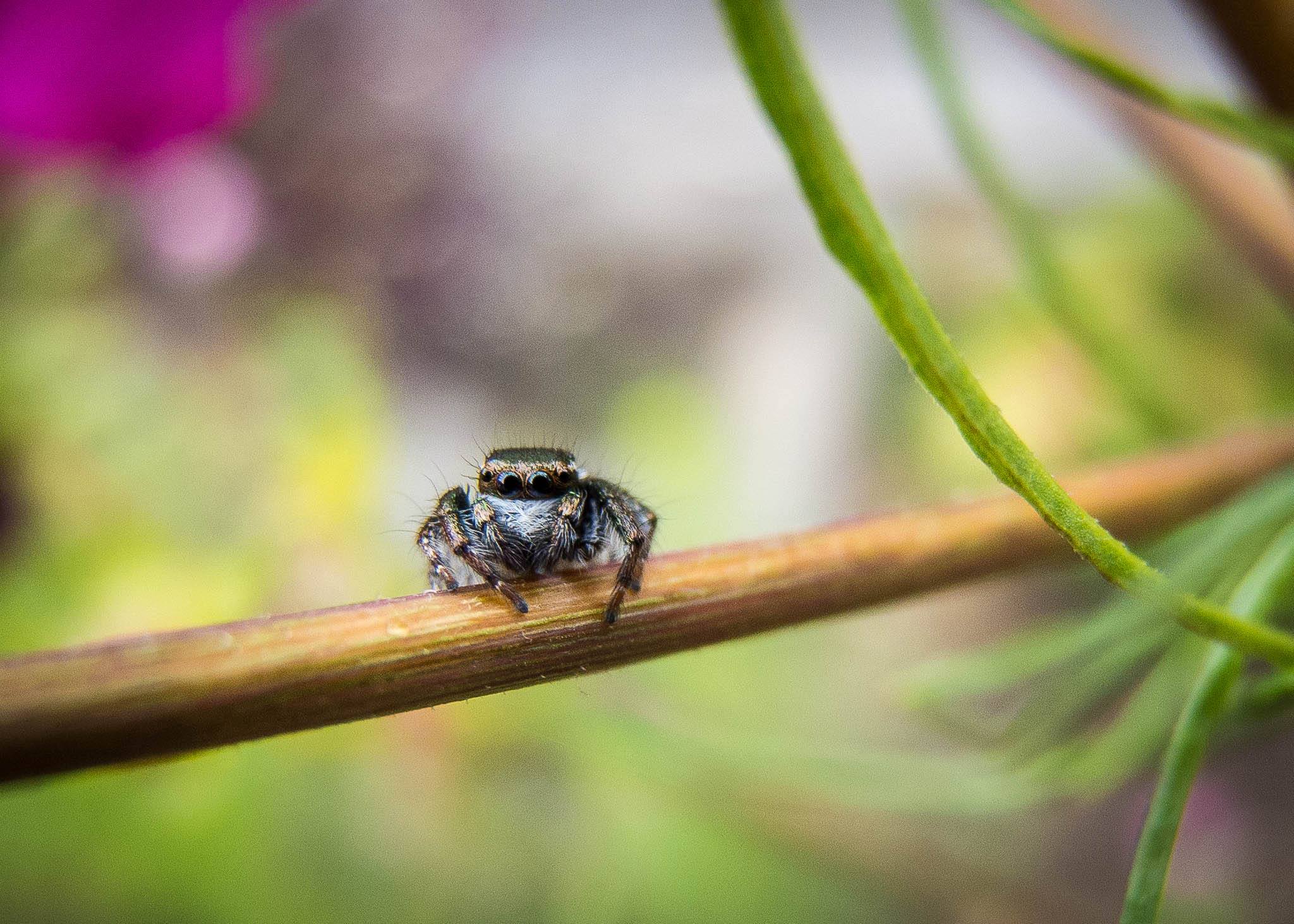 P7100JumpingSpider.jpg