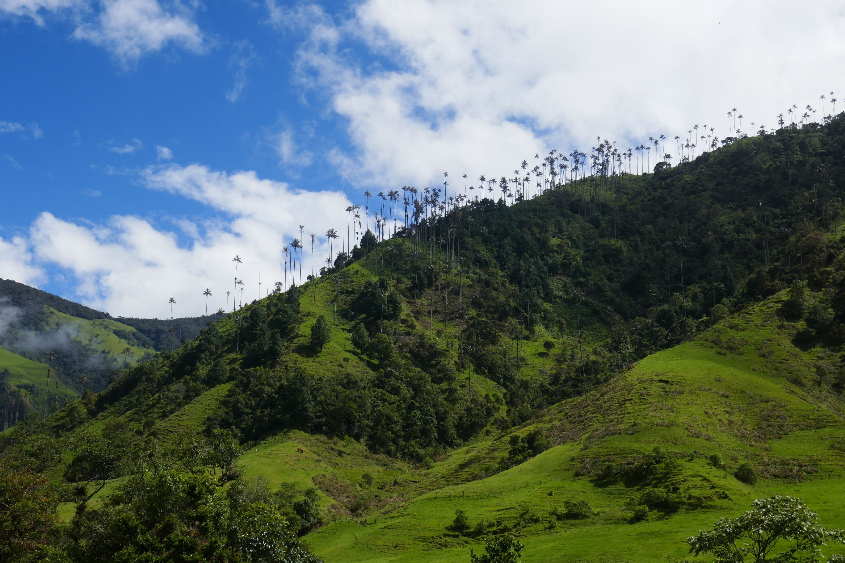 Valle de Cocora FrauGlobetrotterin