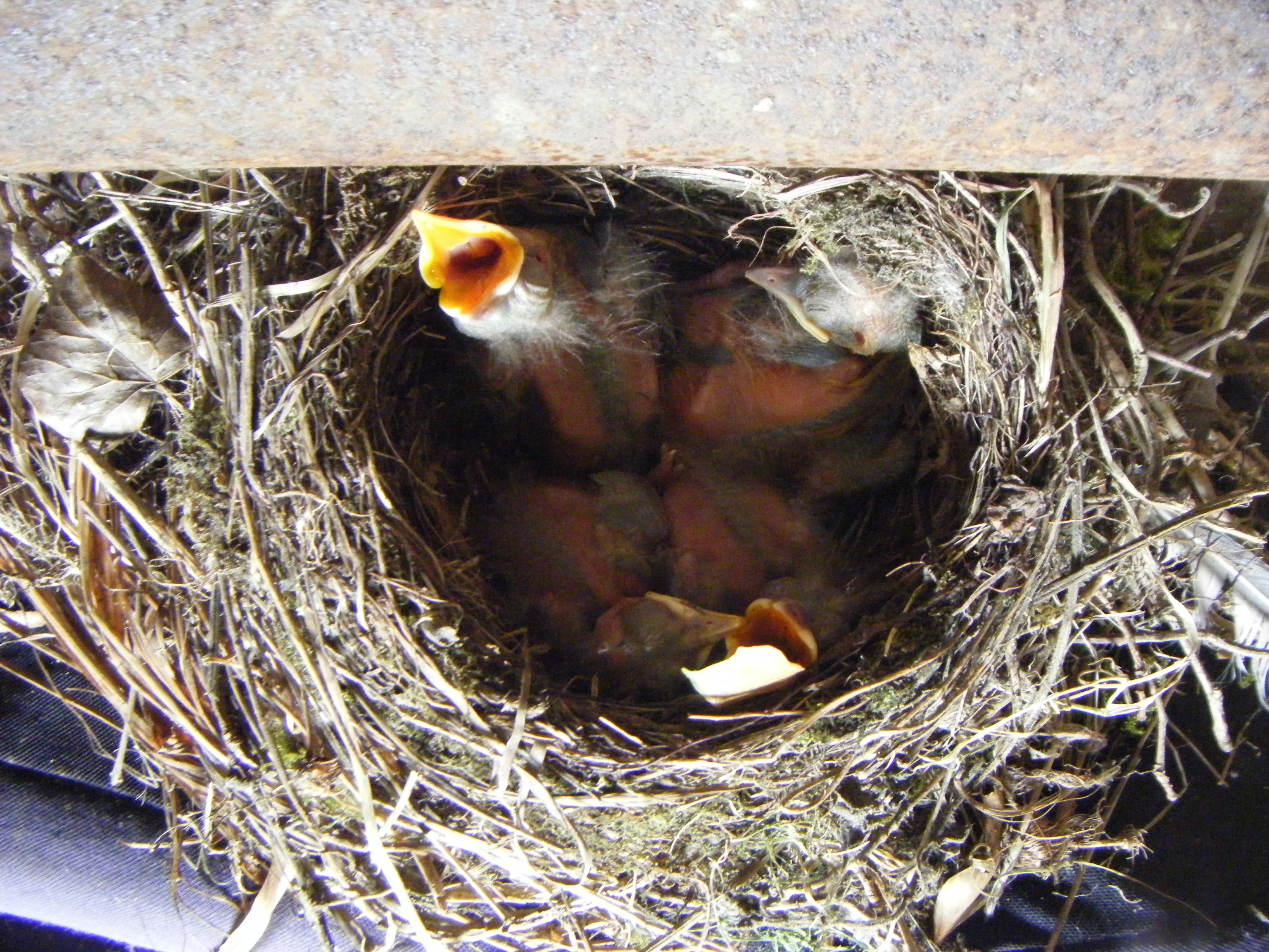 Blackbirds 4 days (2) (2015_09_28 11_13_35 UTC).JPG