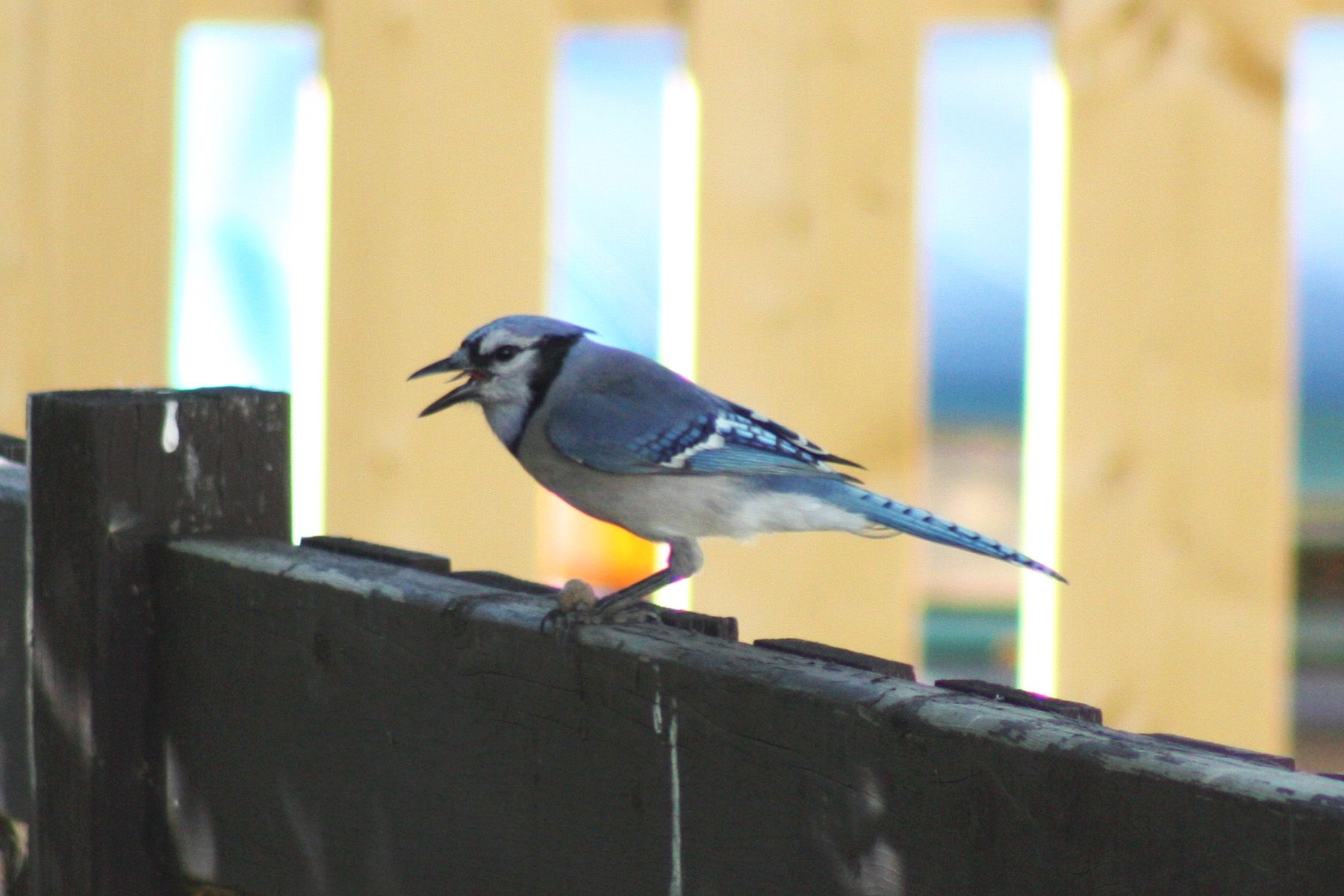 Bluejay 1.jpg