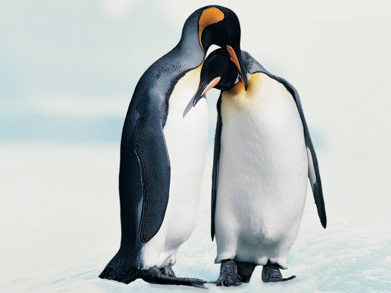 penguins-love-life-facts3.jpg