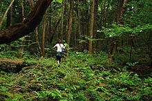 220px-Aokigahara_forest_03.jpg