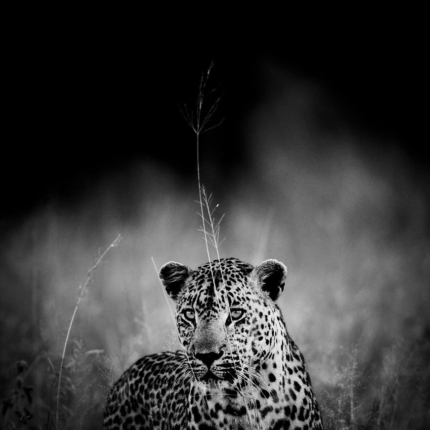 4389-Leopard_in_the_grass_South_Africa_2008_Laurent_Baheux_xgaplus.jpg