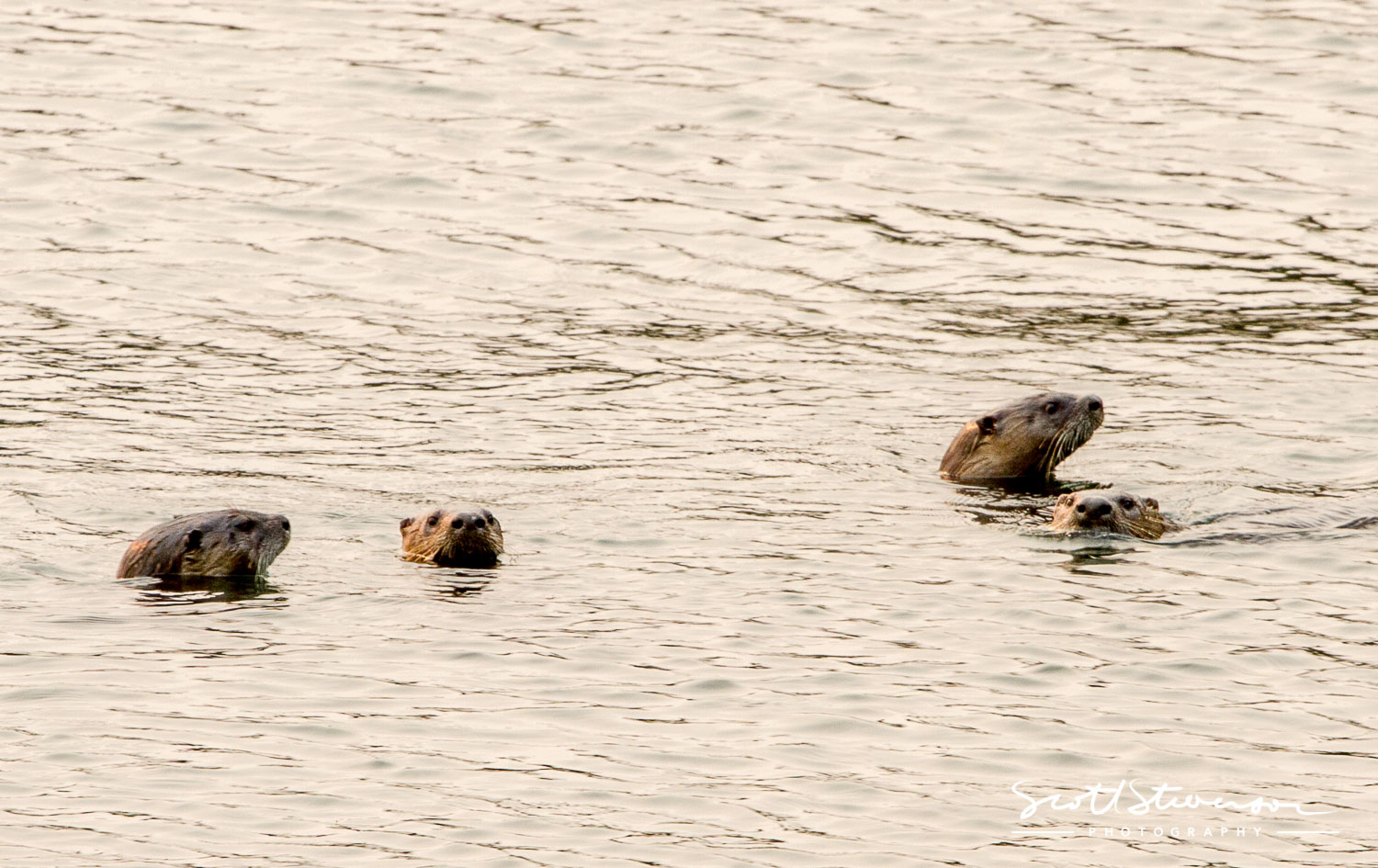 River Otter-1.jpg