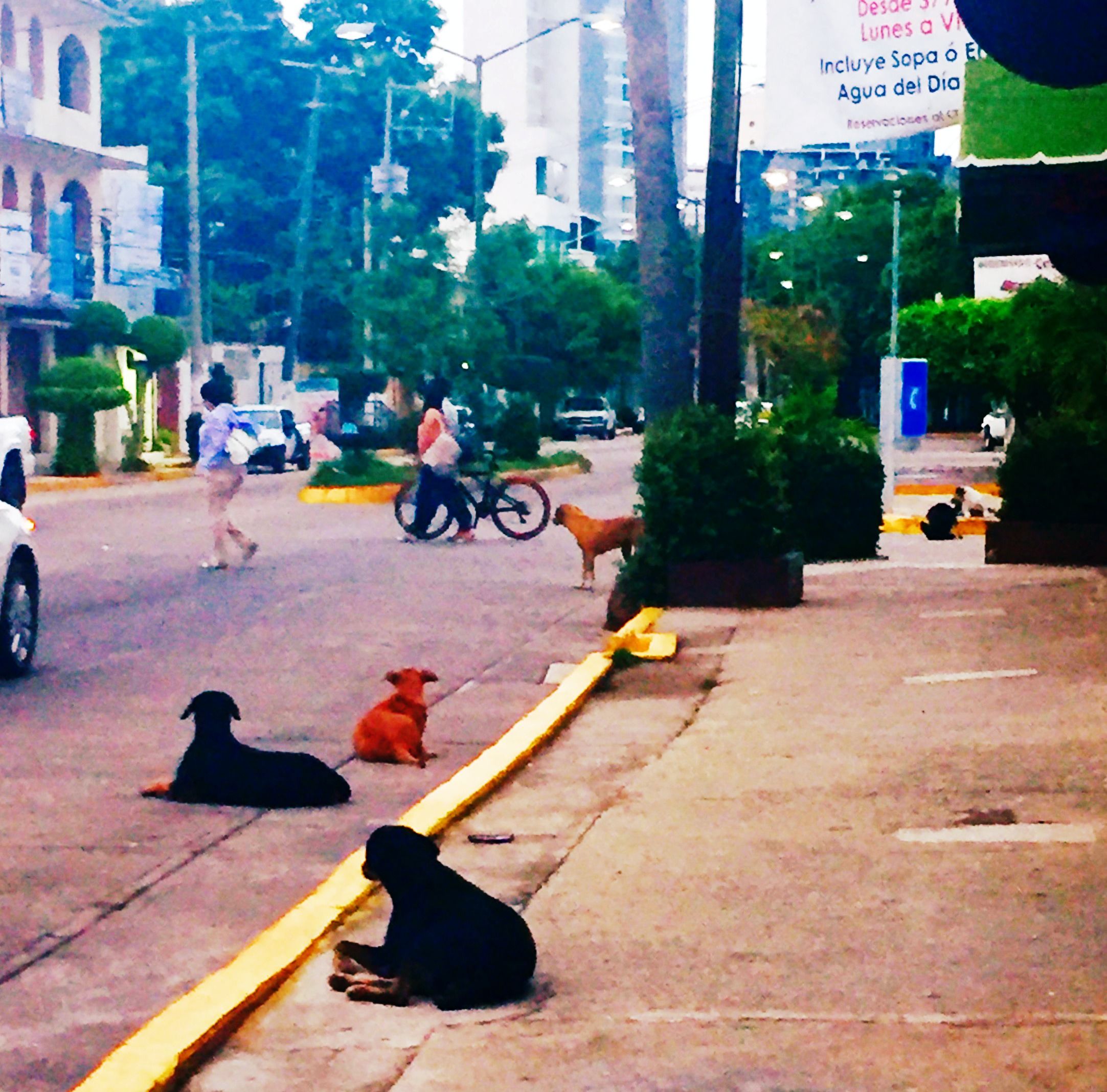 acapulco-street-dogs.jpg