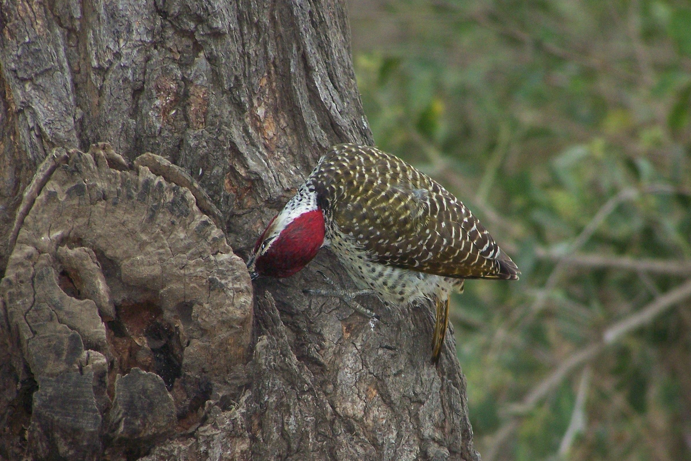 KNP Satara-Lower Sabi 2009 323.JPG