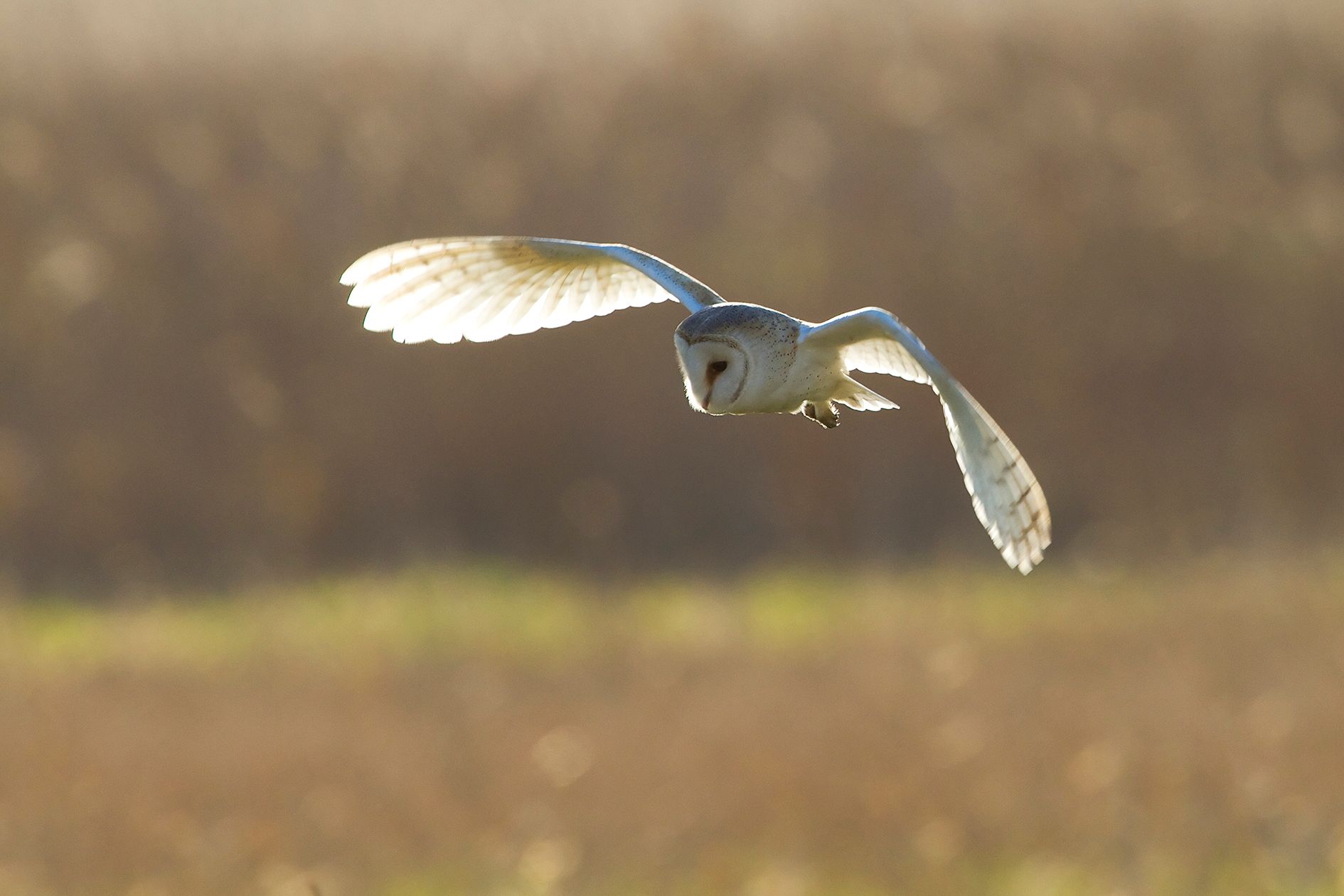 Barn Owl_9261.jpg