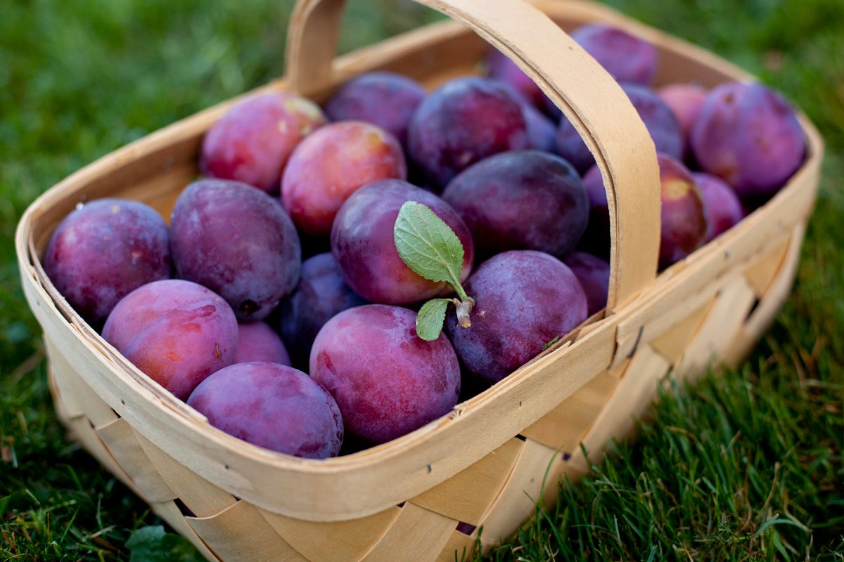 IMG_5861picking-plums.jpg