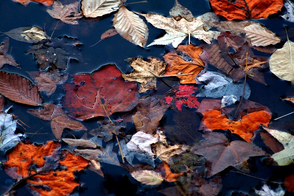 1024px-Autmun-leaves-water_ForestWander.jpg