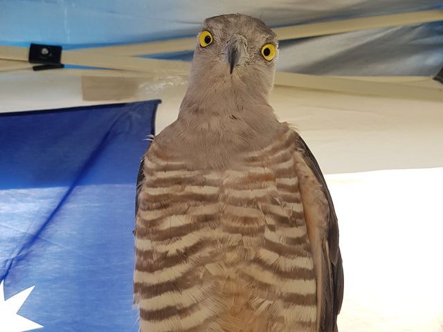 Pacific Baza Bird.jpg