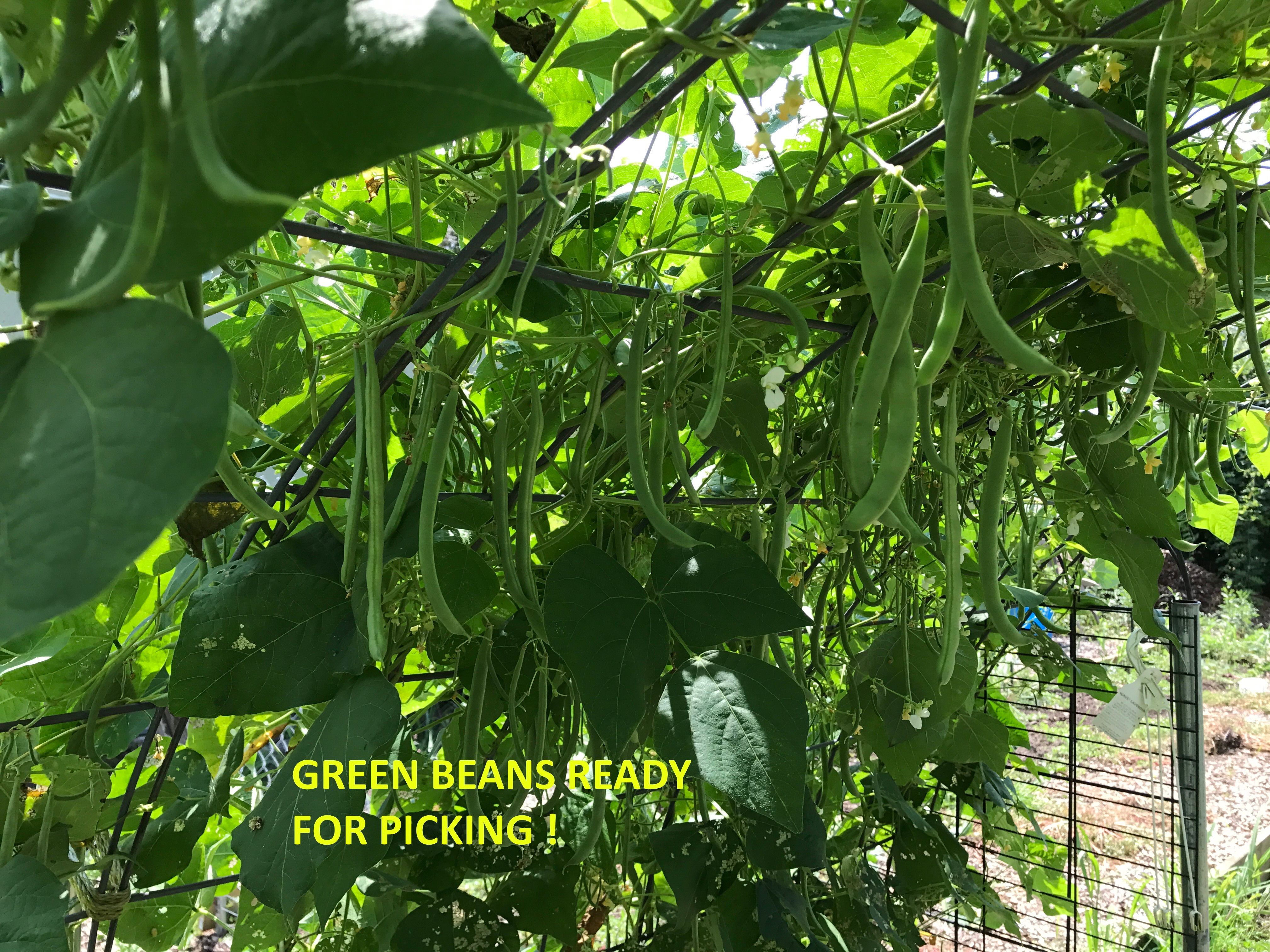 GREENBEANSREADYFORPICKING.jpg