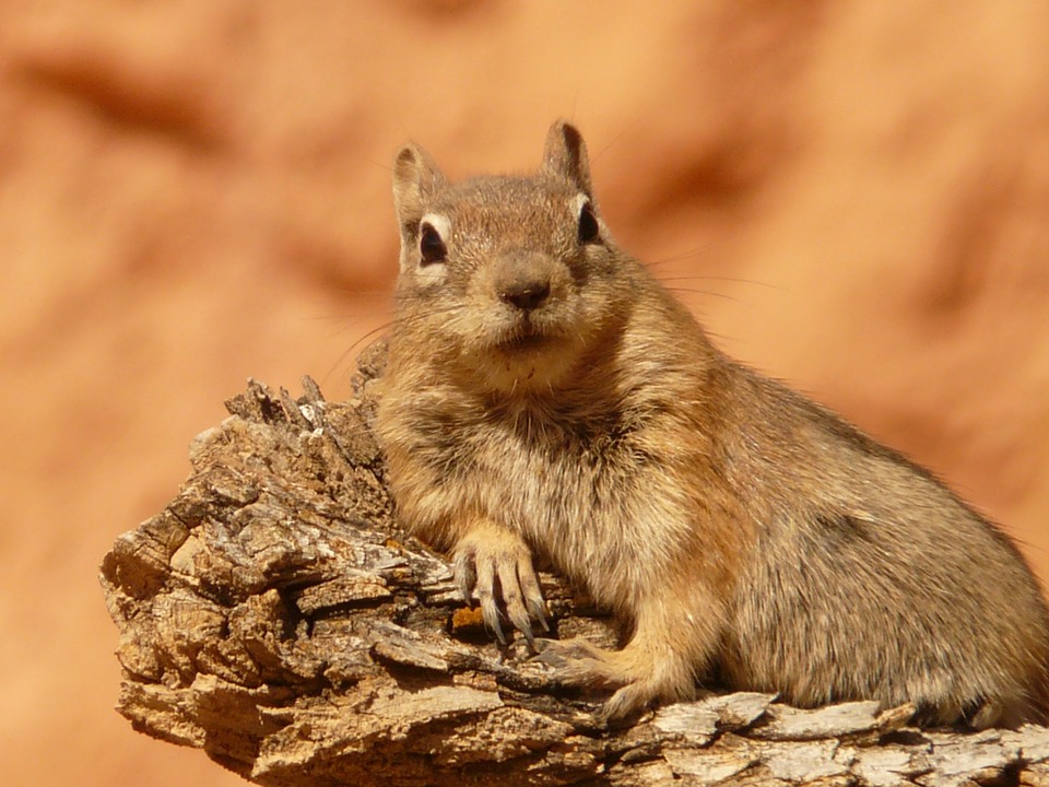 golden-mantled-ground-squirrel-4588_960_720.jpg