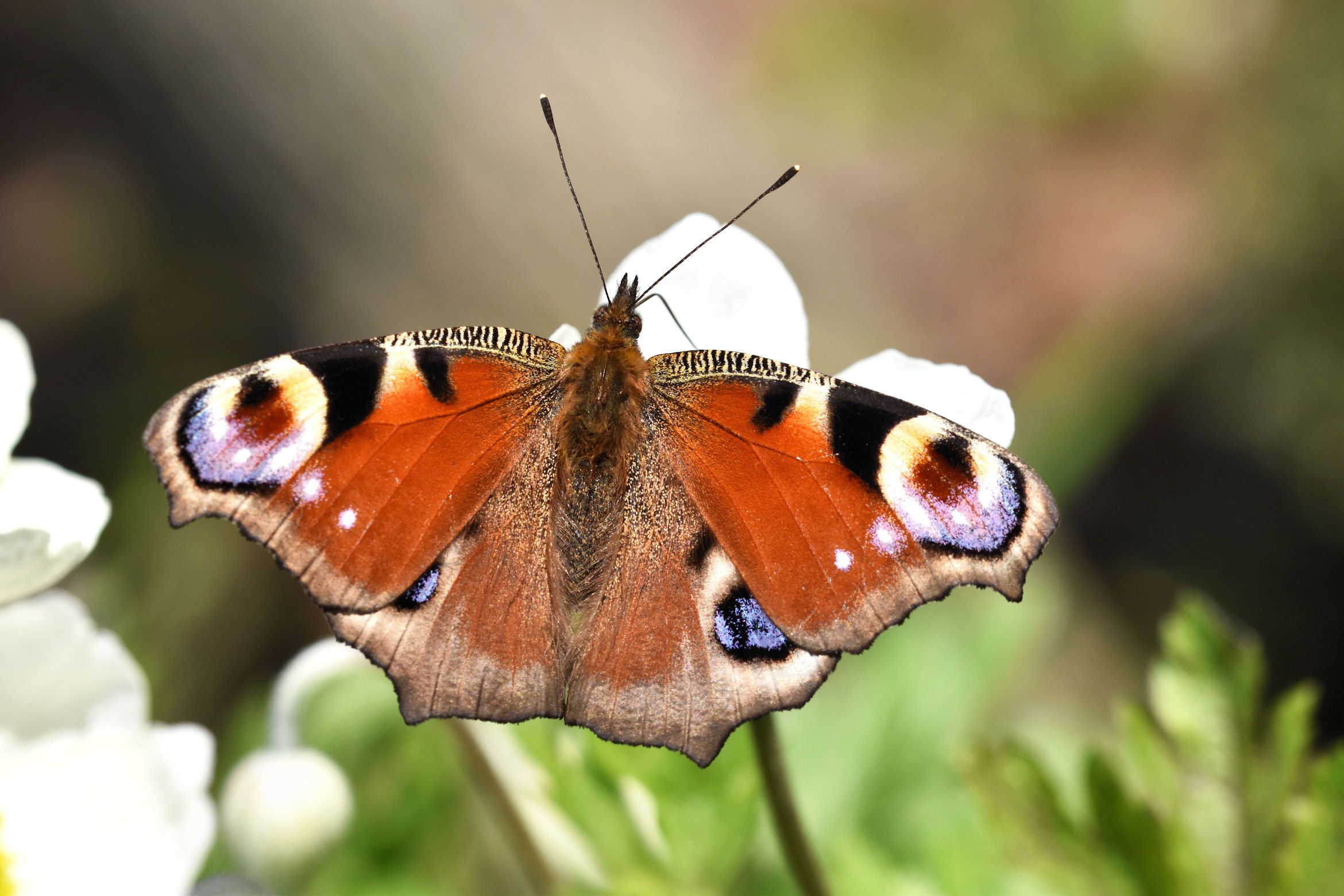 peacock butterfly 2.jpg