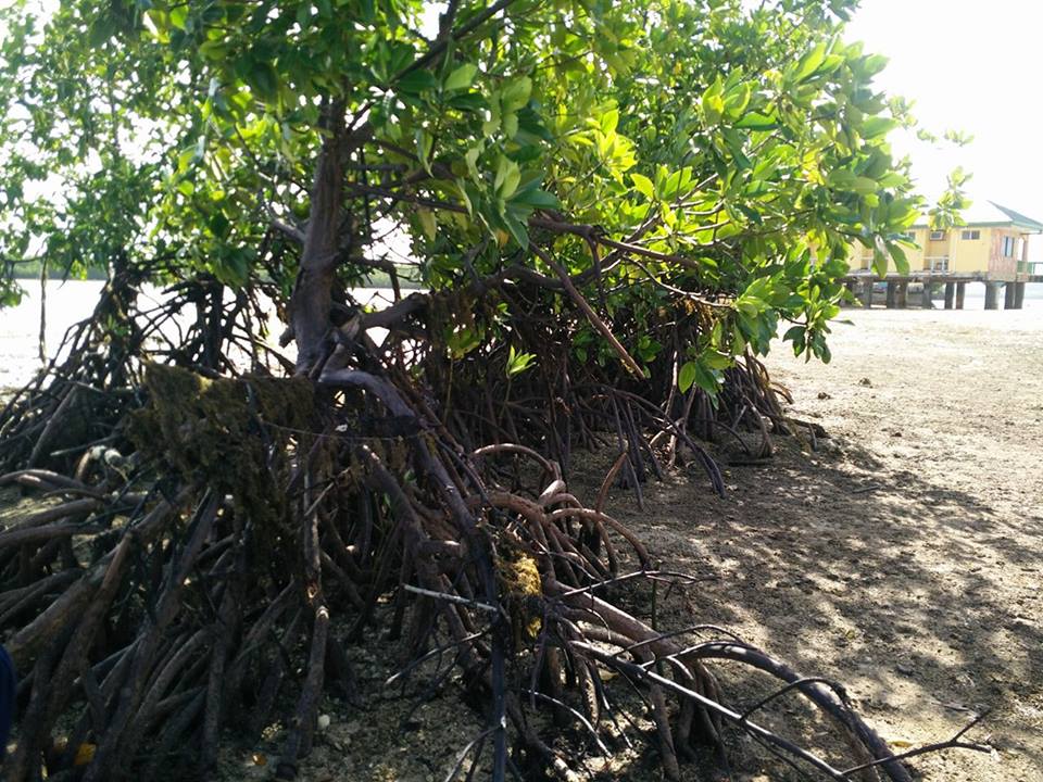 mangroveplant.jpg